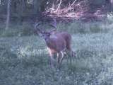 Trophy Whitetail Deer in Food Plot