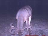 Nice Trail Cam Buck