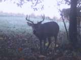 Day time Trail Cam Buck