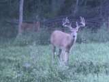 2 Trophy Whitetail Deer in Food Plot