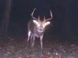 Nice Trail Cam Deer