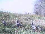 Trophy Turkeys